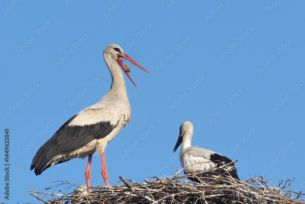 Fototapeta premium Adult storks deliver food to their chicks. In search of food, they fly to swamps and fields. 