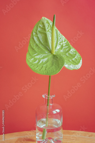Elegant green plant in glass vase against red background
