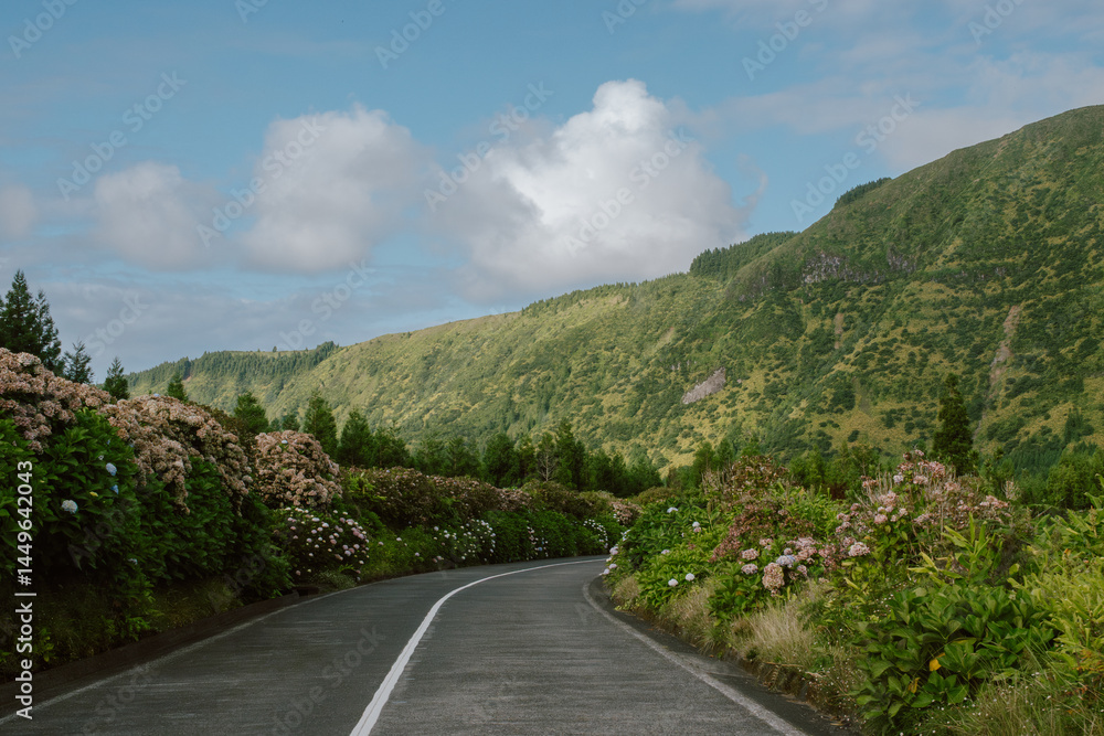 Hydrangea-Lined Road to Volcano Hydrangea-Lined Road to Volcano