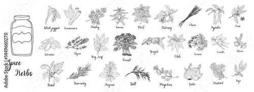 Set of Herbs and spices hand drawn vector illustrations. Food sketch. Cooking plants. Labeling and packaging design. Spice and herbs black and white monochrome drawing