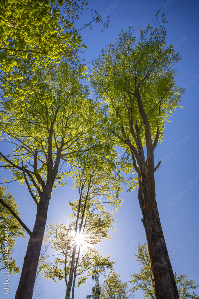 Fototapeta premium Majestic Beech Trees Reaching Towards a Bright Blue Sky