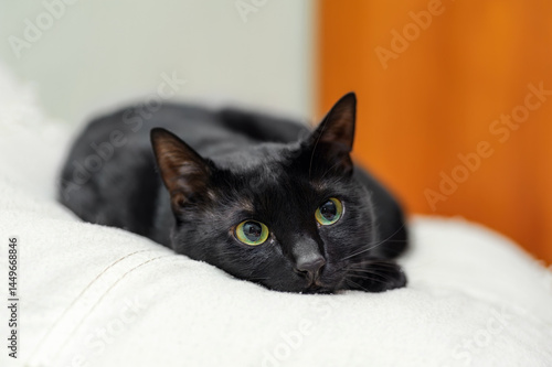 black cat lying on white pillow wakes up and looks with wide big eyes
