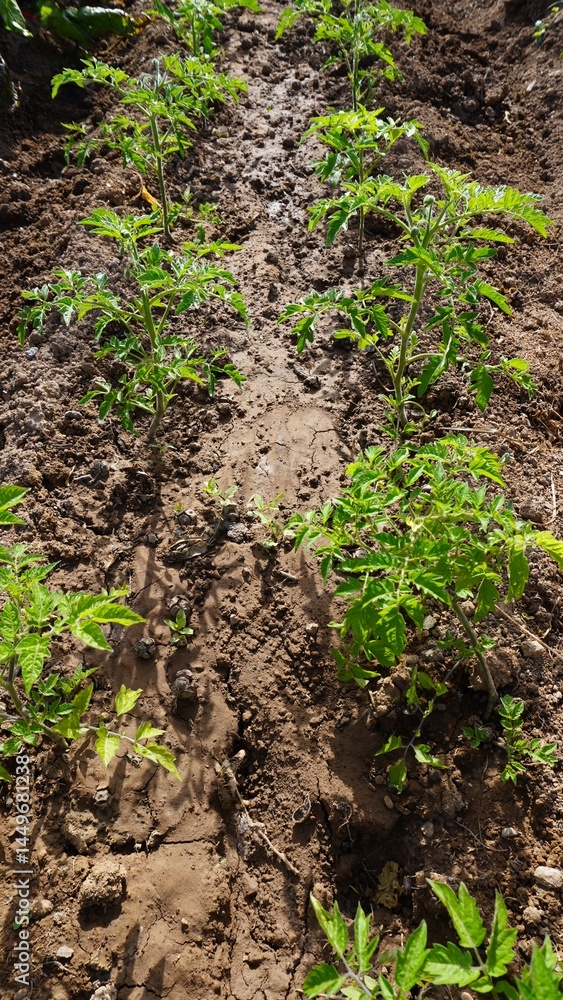 Spring tomato planting time. Small tomato plants. Vertical format. Spring tomato planting time. Small tomato plants. Vertical format.