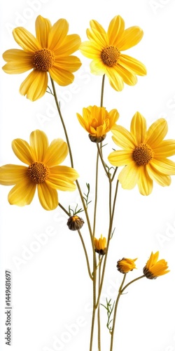 Vibrant Yellow Wildflower Bouquet on White Background