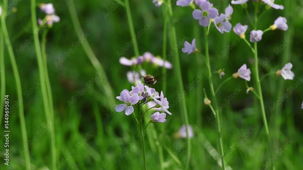 An insect collects nectar and pollen on the meadowfoam flower. An insect collects nectar and pollen on the meadowfoam flower.
