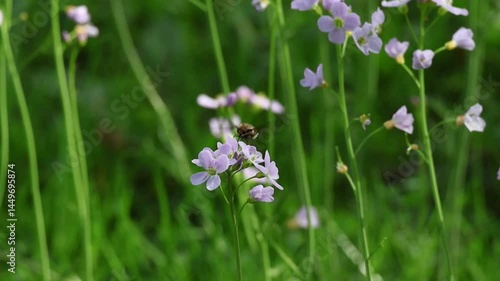 Wallpaper Mural An insect collects nectar and pollen on the meadowfoam flower. Torontodigital.ca