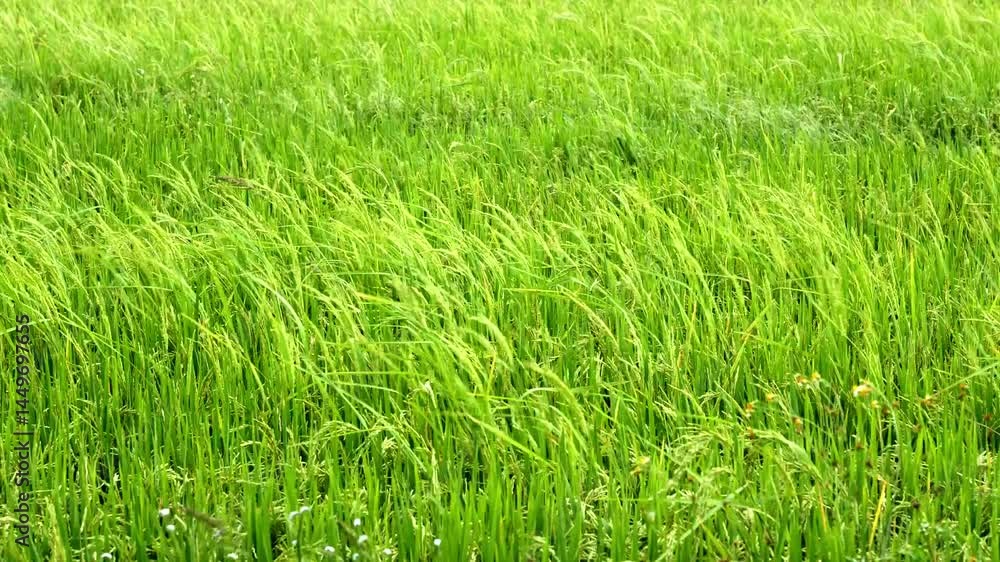 Video 4K Resolution of Green rice fields with sun flare in the rice are growing swaying Video 4K Resolution of Green rice fields with sun flare in the rice are growing swaying