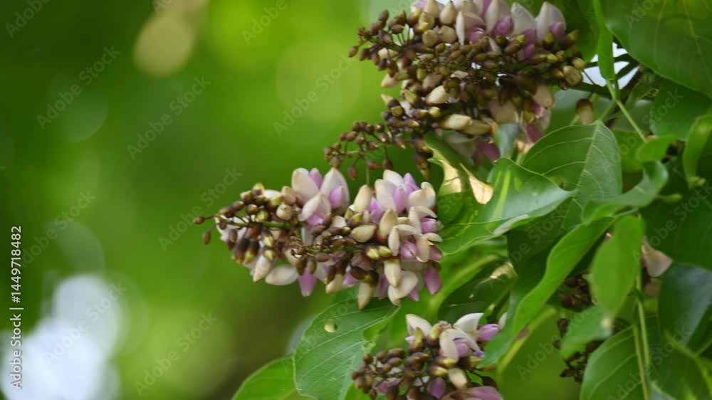 Millettia pinnata flowers. It is a species of tree in the pea family Fabaceae. Its other names Pongamia pinnata, Indian beech and Pongame oiltree. Oil is extracted from its seeds. It is used in many Millettia pinnata flowers. It is a species of tree in the pea family Fabaceae. Its other names Pongamia pinnata, Indian beech and Pongame oiltree. Oil is extracted from its seeds. It is used in many
