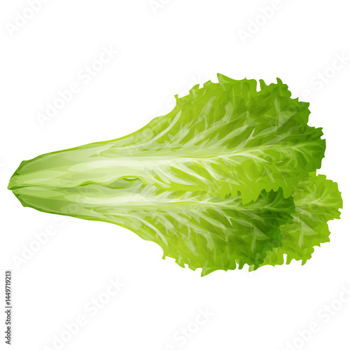 Garden-fresh cabbage in full ripeness. A detailed vector illustration showcasing organic produce on a white background. fresh lettuce on white background.