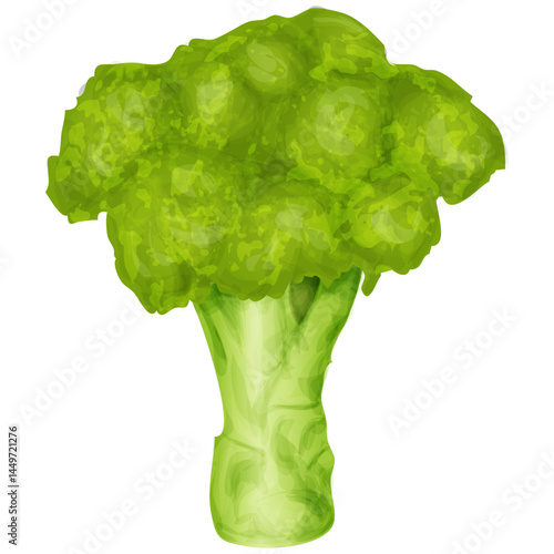 broccoli isolated on white background. Vector image of a ripe cabbage, harvested fresh from the garden. Organic and healthy, isolated on a clean white backdrop.