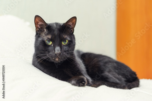 black cat lying on white pillow wakes up and looks with wide big eyes