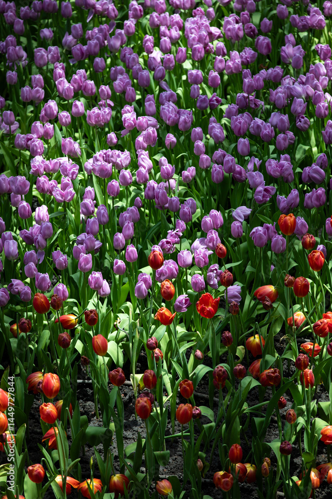 A close-up of vibrant tulips in full bloom, showcasing nature’s stunning palette and delicate beauty in every petal. A close-up of vibrant tulips in full bloom, showcasing nature’s stunning palette and delicate beauty in every petal.