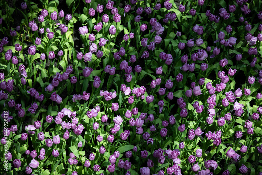 Obraz premium A close-up of vibrant tulips in full bloom, showcasing nature’s stunning palette and delicate beauty in every petal.