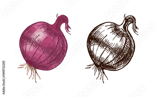 Hand drawn vintage colored and black sketch of whole onion vegetable with sprout in rustic engraving style
