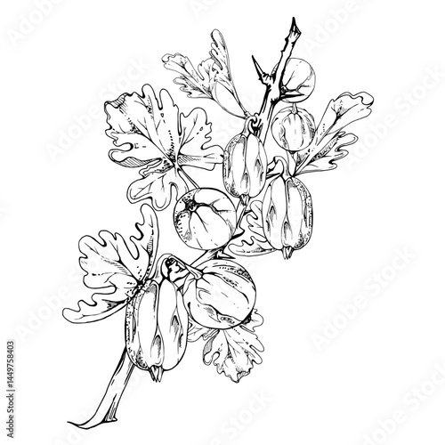 Gooseberry Currant hanging on thorny branch with leaves, ripe garden berry juneberry casseille. Isolated botanical illustration vector ink hand drawn. Home preserves cookbook, grocery store stationery