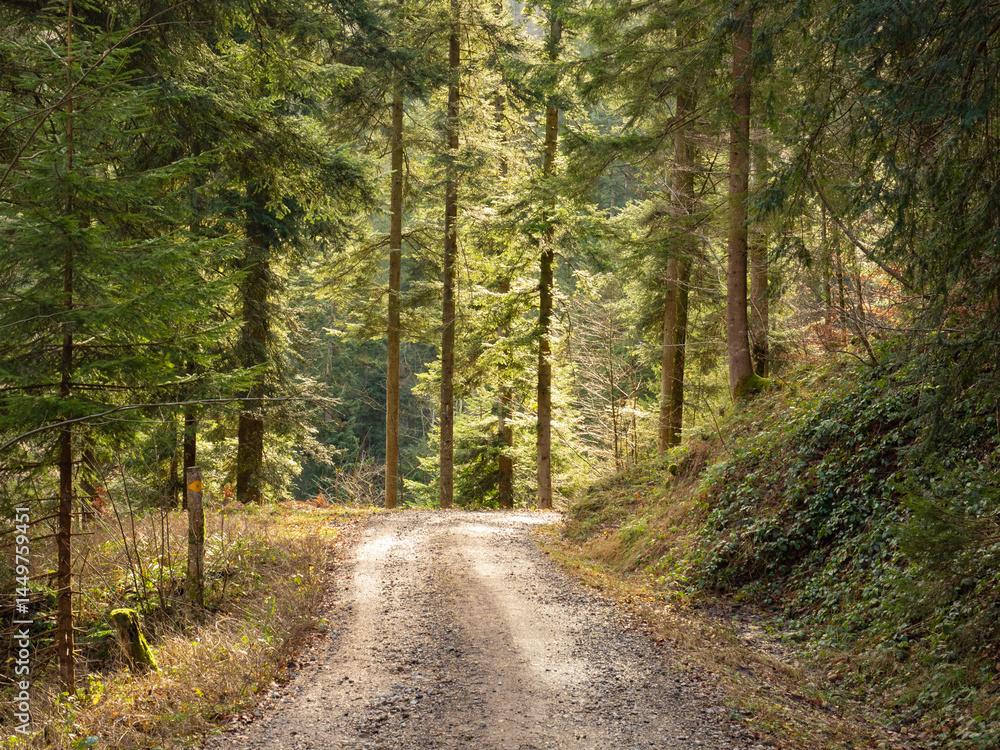 Cantone St.Gallen, Switzerland - January 1st 2024: A dirt road leading through a sunlit forest Cantone St.Gallen, Switzerland - January 1st 2024: A dirt road leading through a sunlit forest