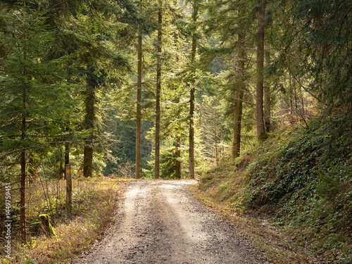Cantone St.Gallen, Switzerland - January 1st 2024: A dirt road leading through a sunlit forest