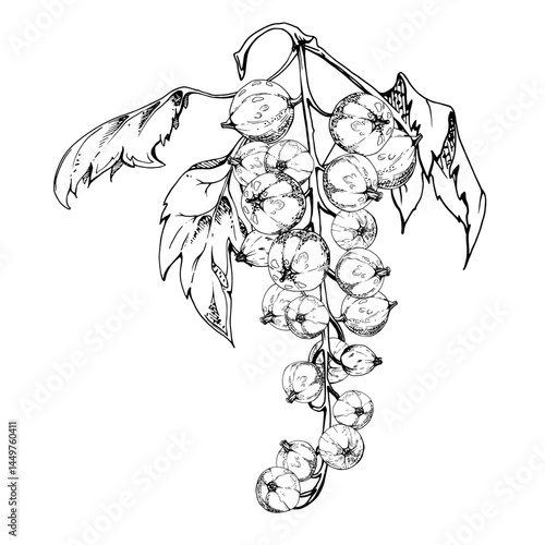 Currant gooseberry cluster bunch on branch with leaves, ripe garden berry juneberry casseille jostaberry, vector ink hand drawn. Isolated botanical illustration. Home preserves cookbook, grocery store