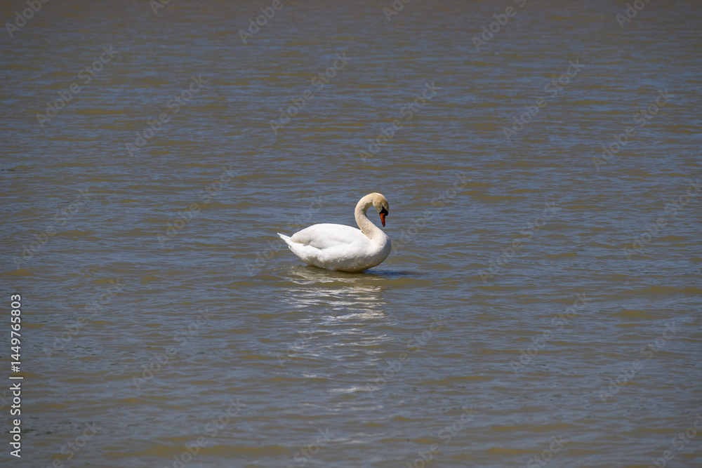 Fototapeta premium Beautiful elegant white swan swimming in Danube river in Belgrade, Serbia