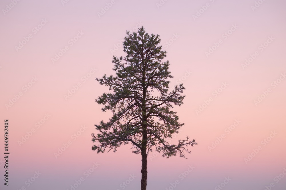 Solitary Pine Tree Silhouette at Dusk Solitary Pine Tree Silhouette at Dusk