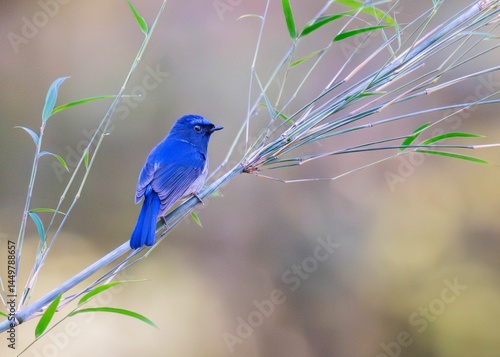 Photography Small Nitava, male in Mandal Village, Uttarakhand, India