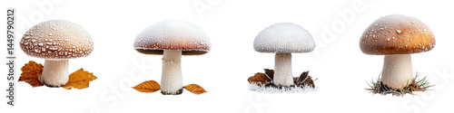 Assortment of autumn mushrooms on a white background
