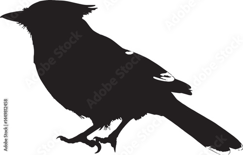 Steller's Jay silhouette. A striking bird with a distinctive crest, found in western forests.