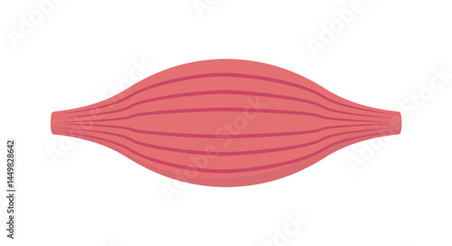 Healthy Muscle Flat Vector Design