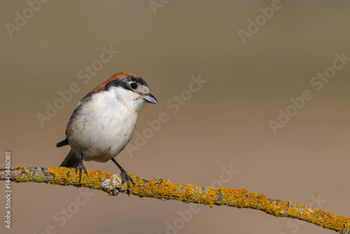 Woodchat Shrike (Lanius senator)