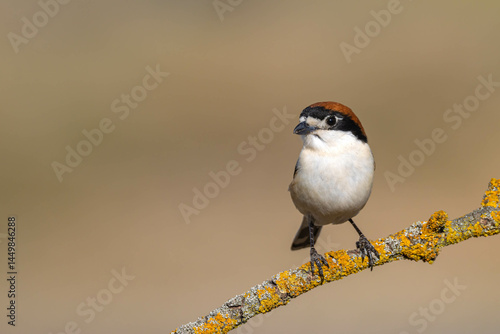 Woodchat Shrike (Lanius senator)