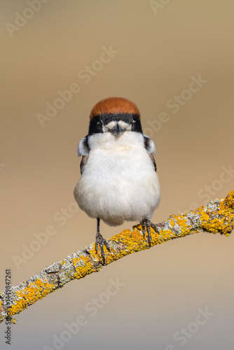 Woodchat Shrike (Lanius senator)