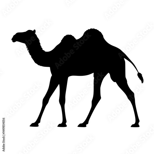 camel on the beach
