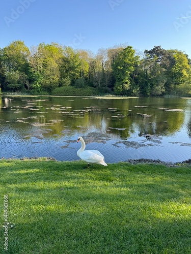 swan on the lake