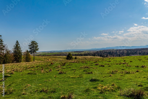 Forest, Carpathians, Photos of nature - Europe, Eastern Europe, Romania 