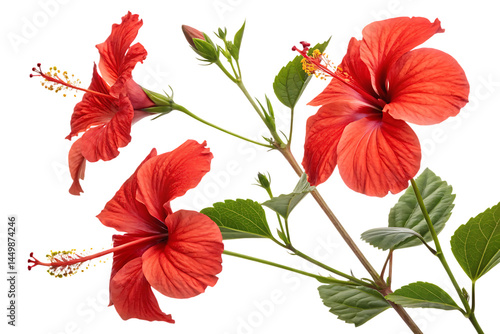 set of tropical red hibiscus flowers isolated on white background PNG