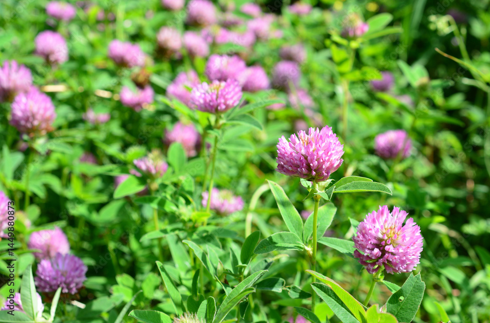 close up of a pink Clover Field in Summer close up of a pink Clover Field in Summer