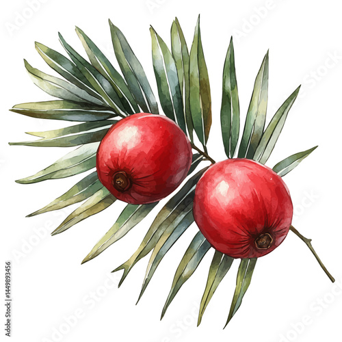 illustration of Mangaba Fruit On Palm Leaves, watercolor vector, isolated on a white background.
