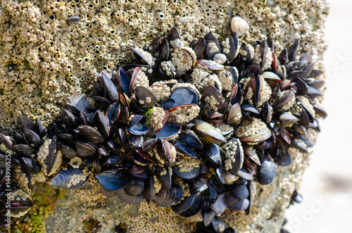 Close-up of a dense group of mussels and barnacles clinging to a sunlit rock at low tide, showcasing marine biodiversity and coastal texture.