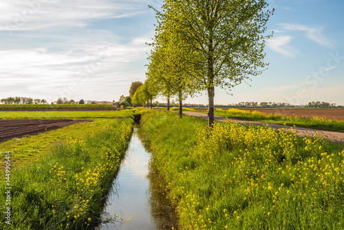 Dutch agricultural polder landscape with yellow blooming rapeseed along the ditch. The photo was taken on a slightly cloudy spring day.