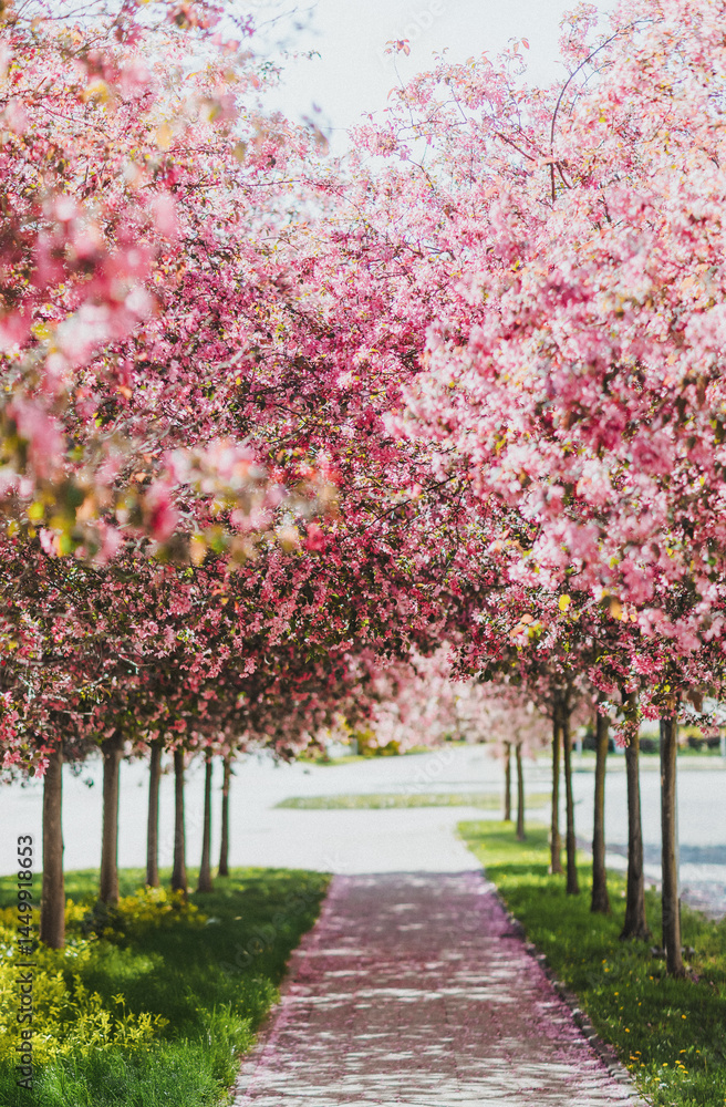 Naklejka premium Cherry Blossom Tunnel Over Spring Pathway