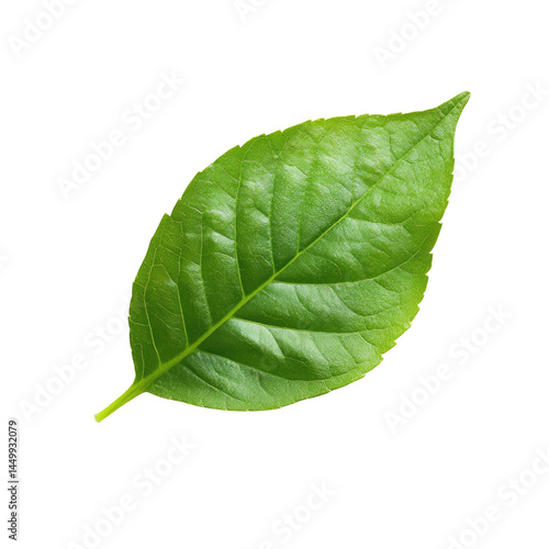 Close-up of a vibrant green leaf, exhibiting distinct veins and a slightly pointed tip.  Healthy foliage on a black background photo