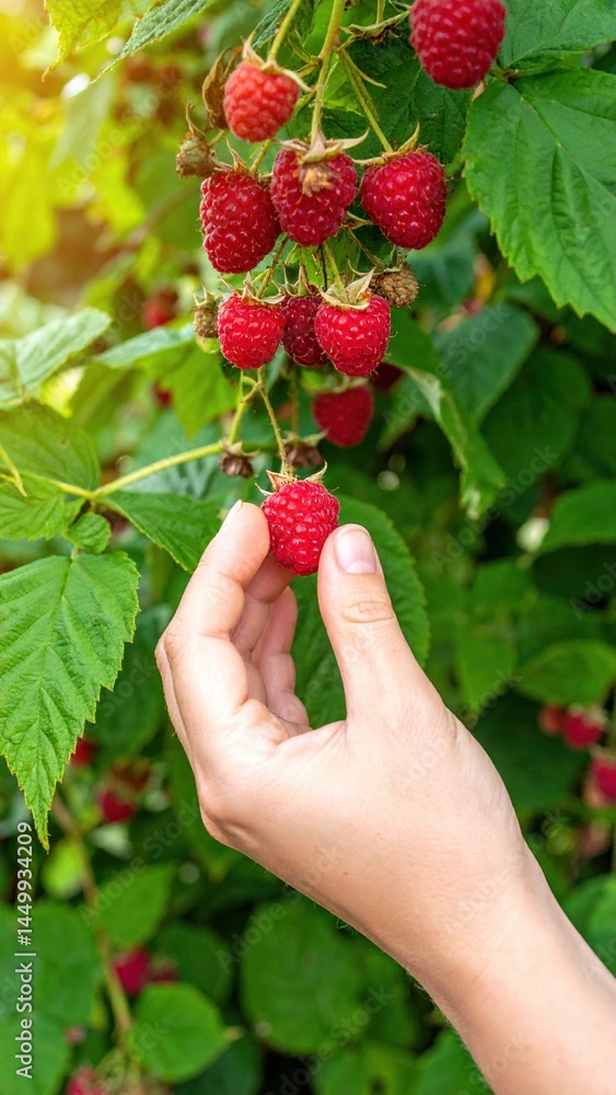 Hand picking ripe red raspberries from lush green bush Hand picking ripe red raspberries from lush green bush