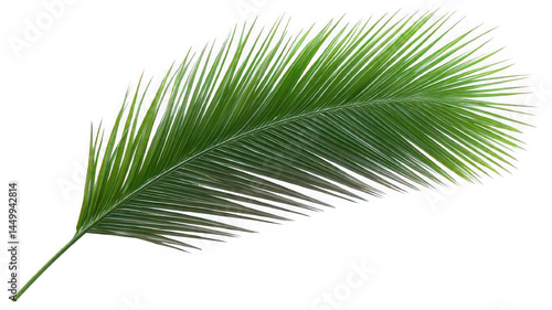 Palm Leaf with Detailed Texture Isolated on White Transparent Background
