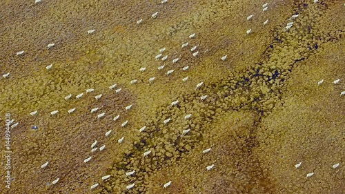 Aerial view of a herd of elk deer running in the lush green jungle.