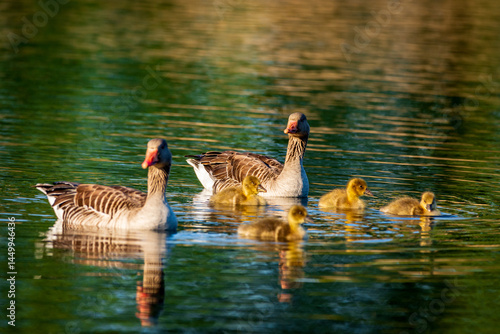 canada goose family
