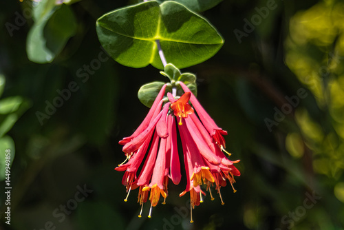 Close-Up of Lonicera sempervirens (Coral Honeysuckle) Blossoms with Bright Red and Orange Petals.