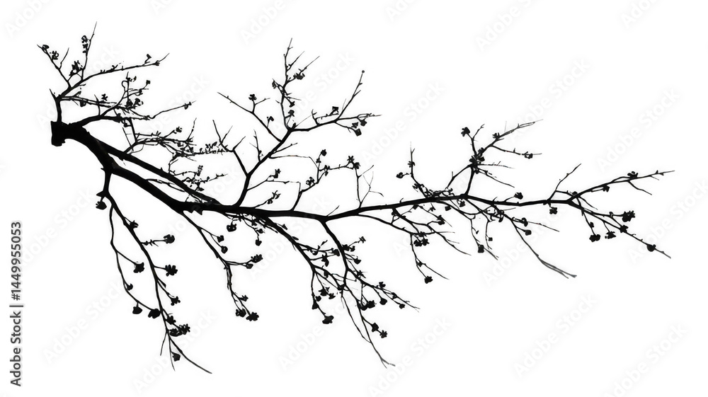 Obraz premium Winter Branch with Bare Silhouette Isolated on White Transparent Background