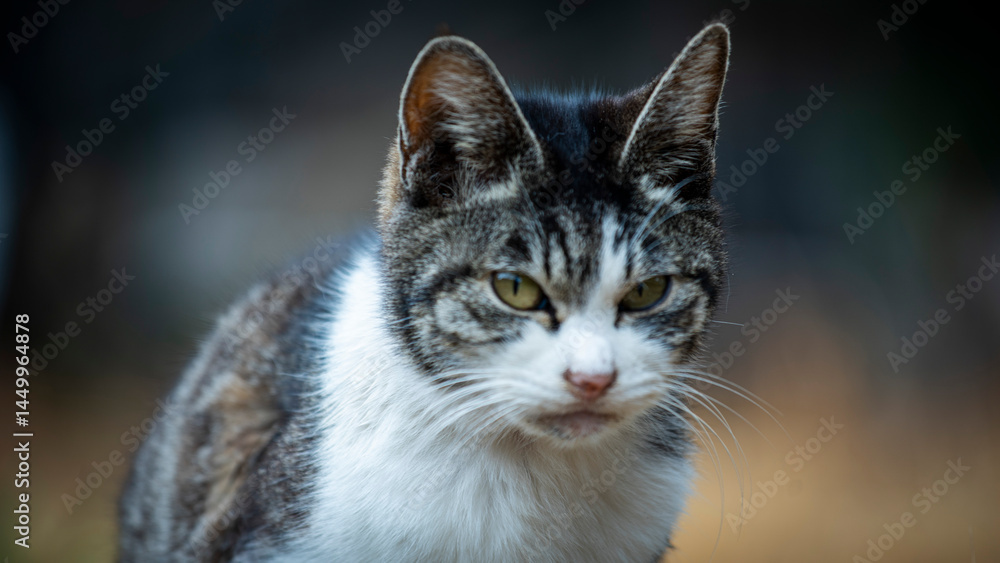 Fototapeta premium 猫島の猫たち
