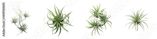 Air plants, tillandsias, and bromeliads on a white background.
