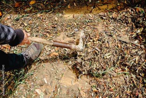 man using a shovel to take out some plant remains